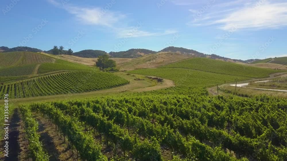 A vineyard on a picture-perfect sunny day with blue skies A vineyard on a picture-perfect sunny day with blue skies