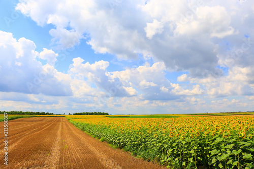 Beautiful sunflowers against blue sky