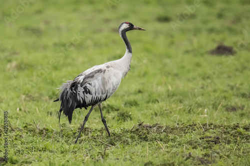 Crane, Grus grus