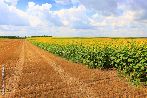 Beautiful sunflowers against blue sky