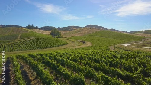 Wallpaper Mural A vineyard on a picture-perfect sunny day with blue skies Torontodigital.ca