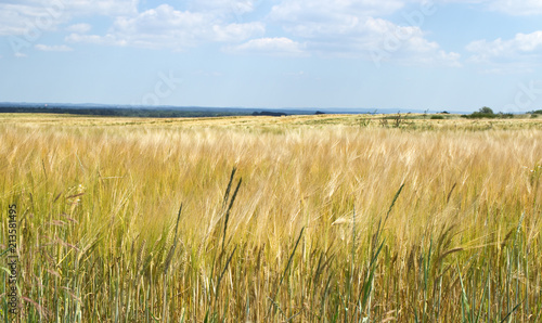 Barley field from close-up. Summer landscape. 