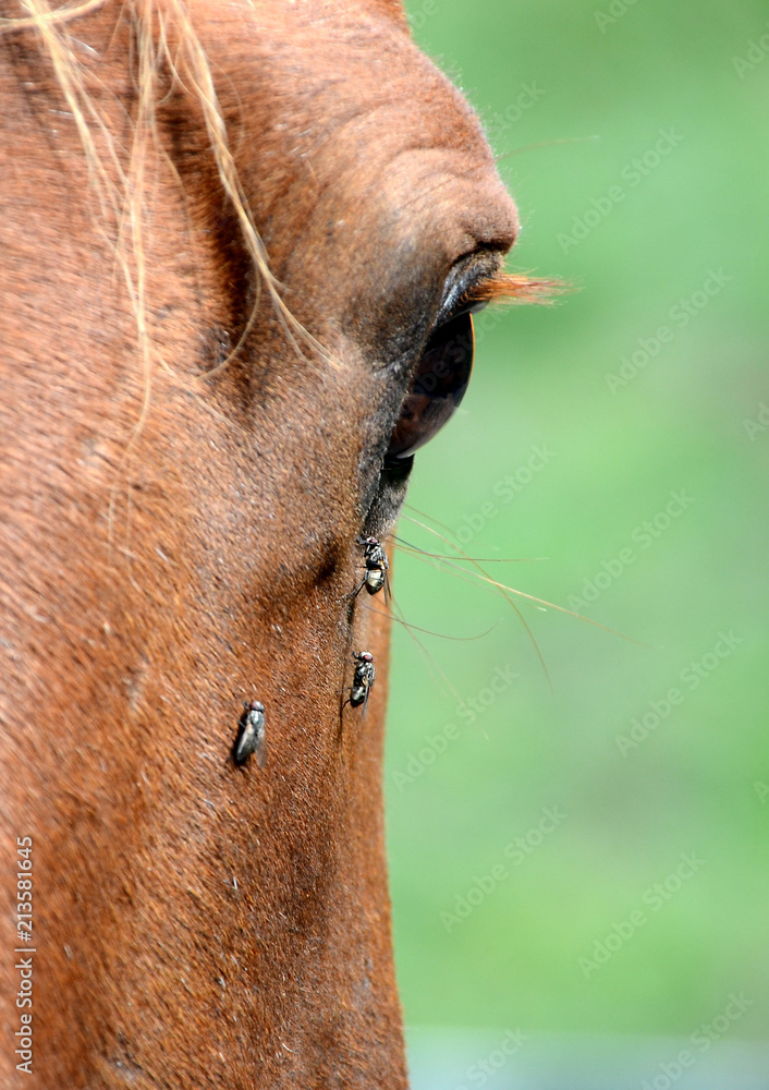 Naklejka premium Closeup on a horse's one eye, surrounded by flies.
