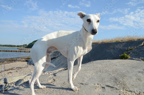 White male whipet dog stands at a beach