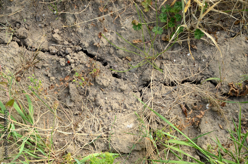 The ground in a field cracked because of dryness and no rain in 3 months., also withered plants. photo