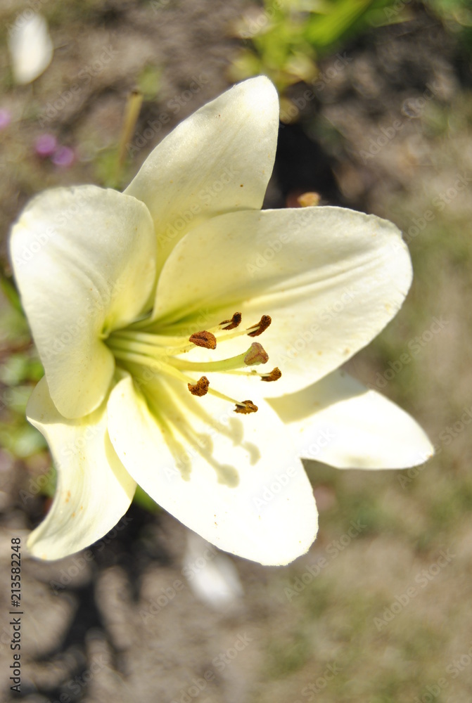 Fototapeta premium Lilie