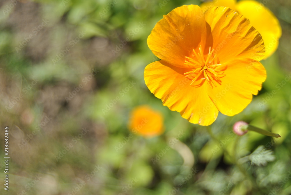 Gelbe Blüte Gelbe Blüte