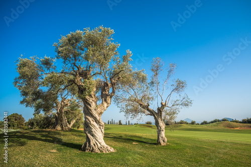 group of old olive trees