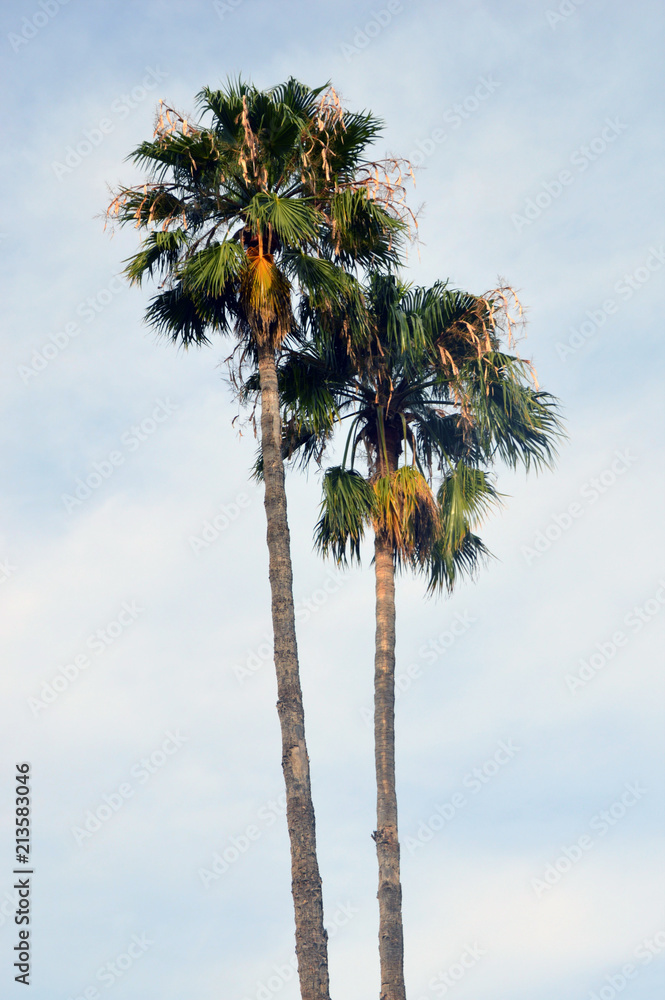 Obraz premium palm trees