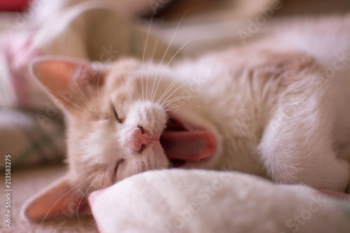 Sleepy New Baby Kitten © David