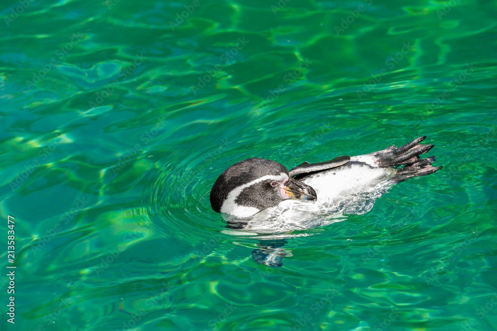 Naklejka premium The Galápagos penguin's preening maintains the feathers' water- and wind-proofing ability.