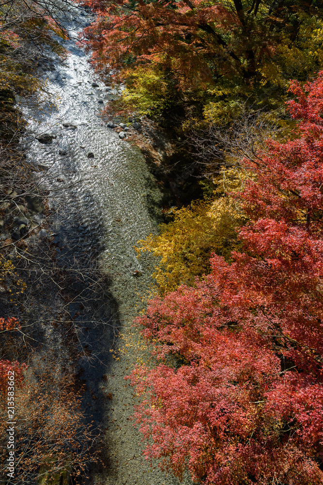 大芦渓谷の紅葉