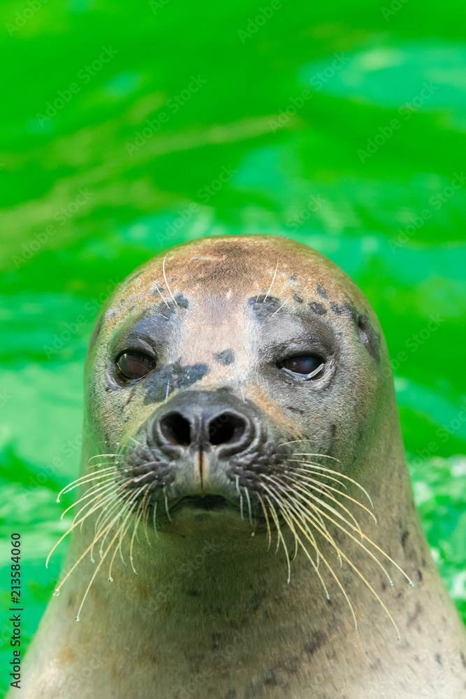 Fototapeta premium The earless seals or true seals are marine mammals of the family Phocidae, one of the three pinniped families.