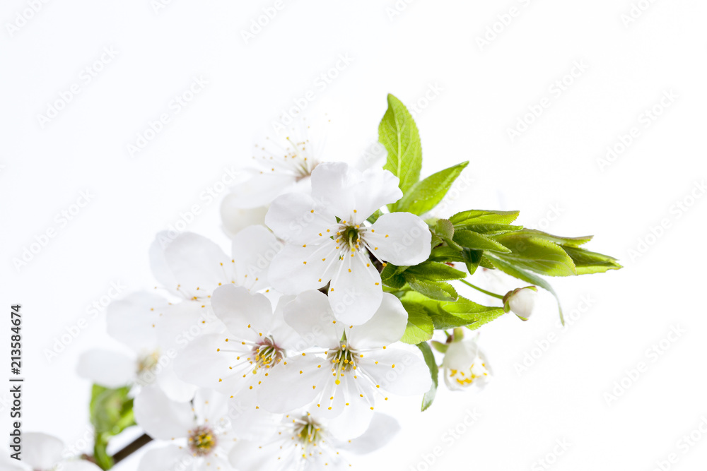 Fototapeta premium one cherry branch