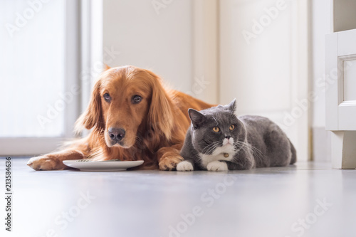 Golden Retriever lying and the British short hair cat