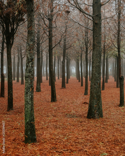 Autumn forest with red leaves