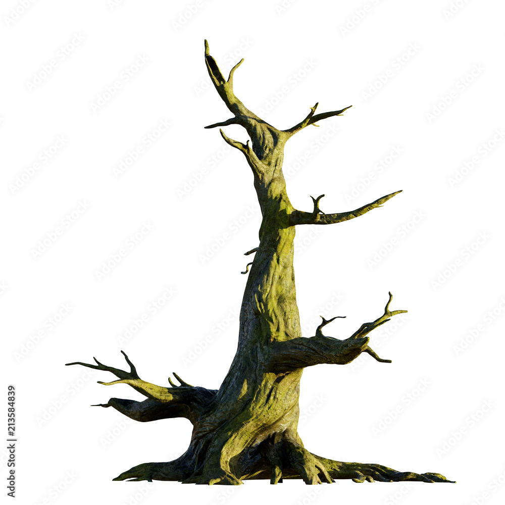 big old dead tree, isolated on white background big old dead tree, isolated on white background