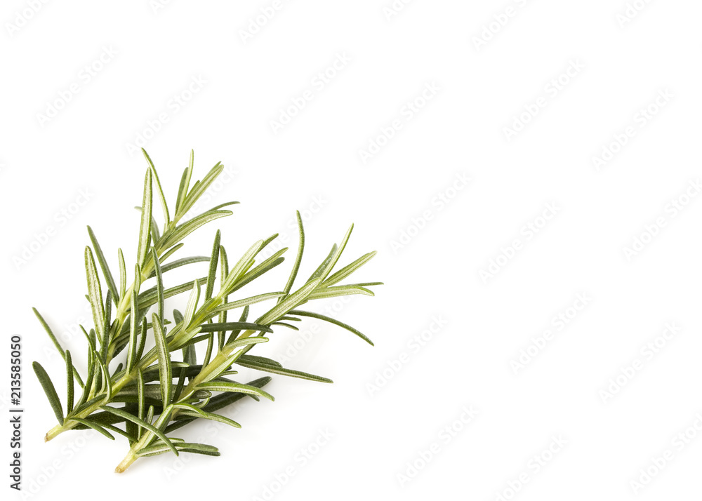 Fototapeta premium rosemary isolated on white background