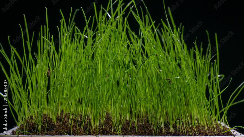 Fototapeta premium green grass in flower pod