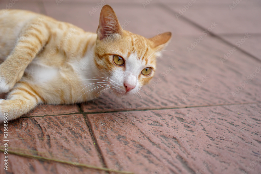 Fototapeta premium Brown cat lying on the ground.
