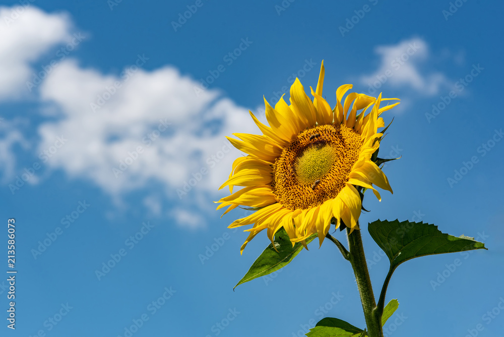 Sunflowers background and blue cloudy sky. Landscape with sunflower field over cloudy blue sky Sunflowers background and blue cloudy sky. Landscape with sunflower field over cloudy blue sky