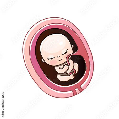 Embryo month stage growth pregnancy. Human fetus inside the womb months.Vector illustrations.