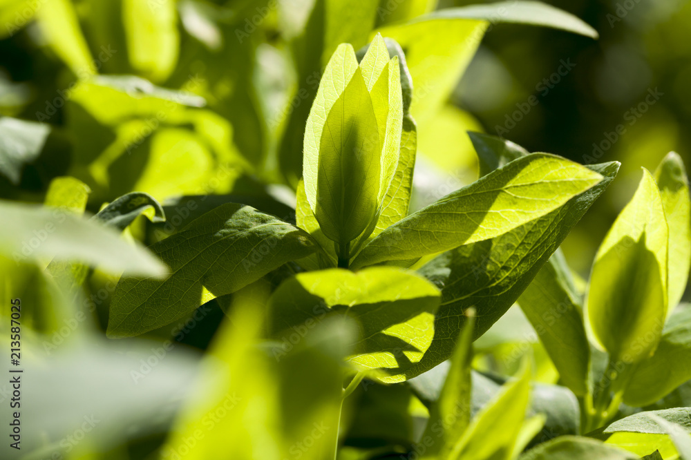 Obraz premium green bush leaves