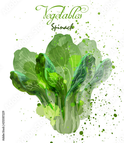 Spinach salad leaves watercolor Vector. Delicious colorful designs