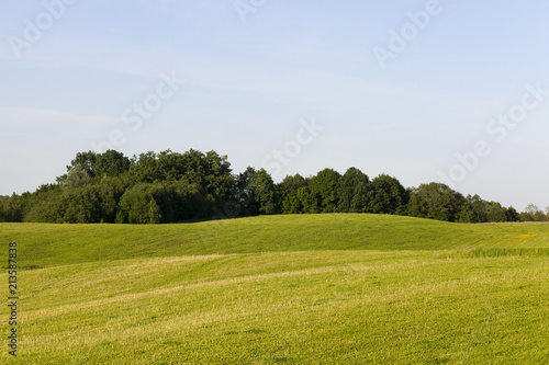 grass and trees