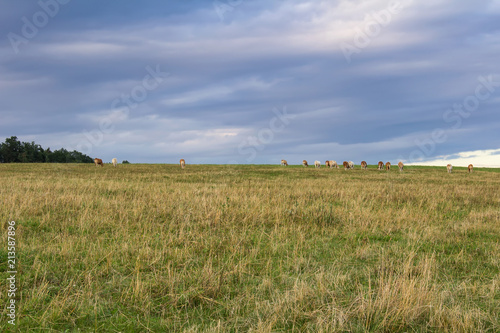 Herd of cow standing on grass and blue cloudy sky