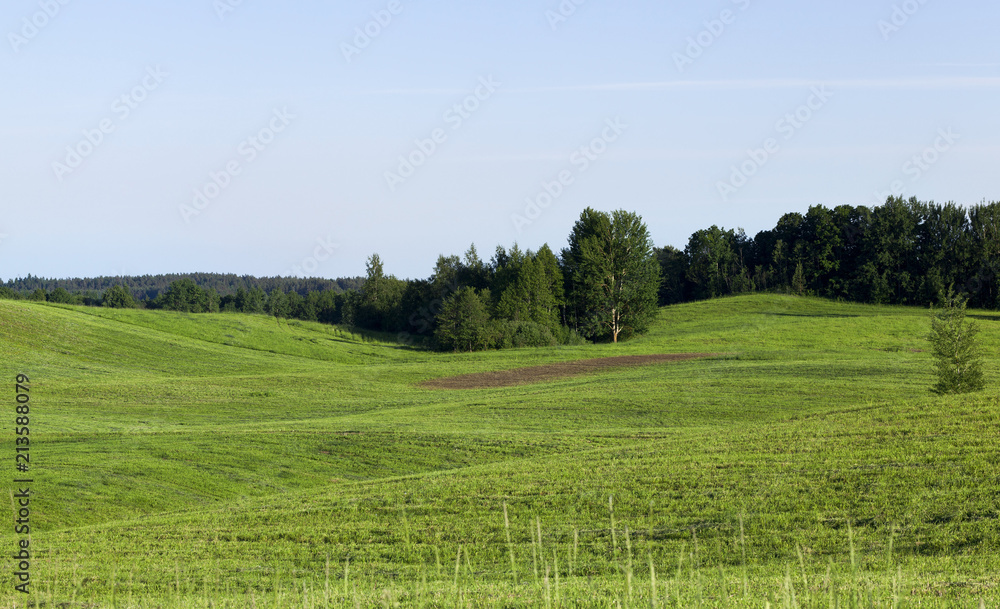 field with green grass and trees field with green grass and trees