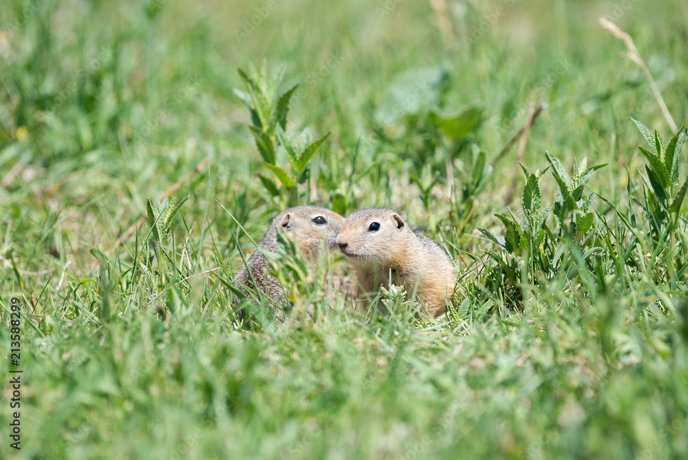 Obraz premium Two gophers sit next to each other and one looks at the other.