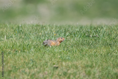 One gopher is sitting in a low green grass