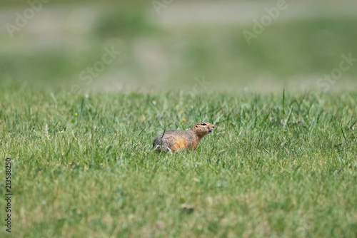 One gopher is sitting in a low green grass © faustasyan