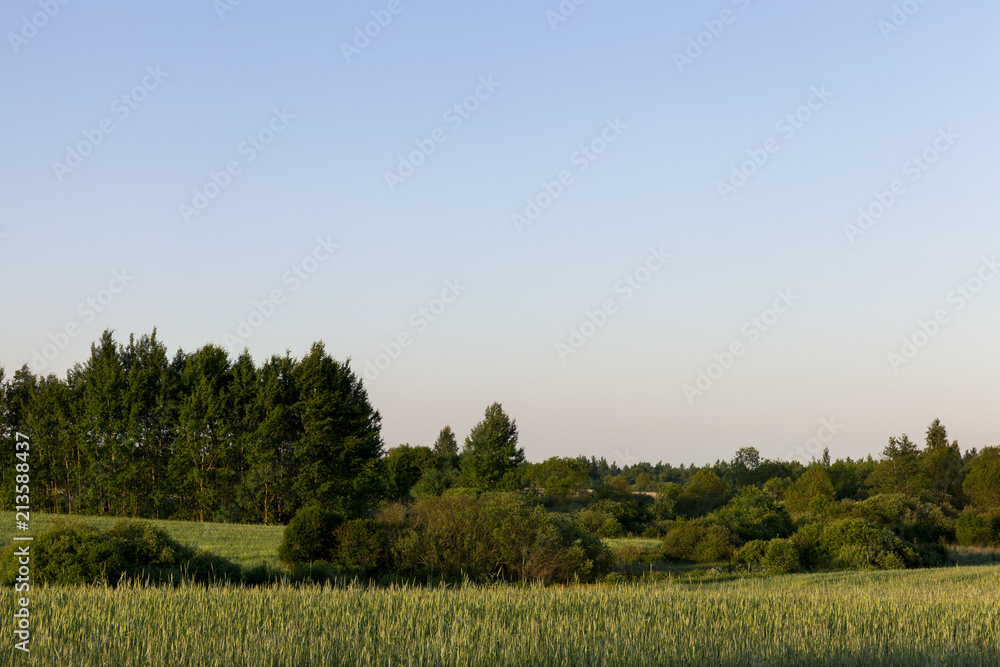 Fototapeta premium Deciduous trees