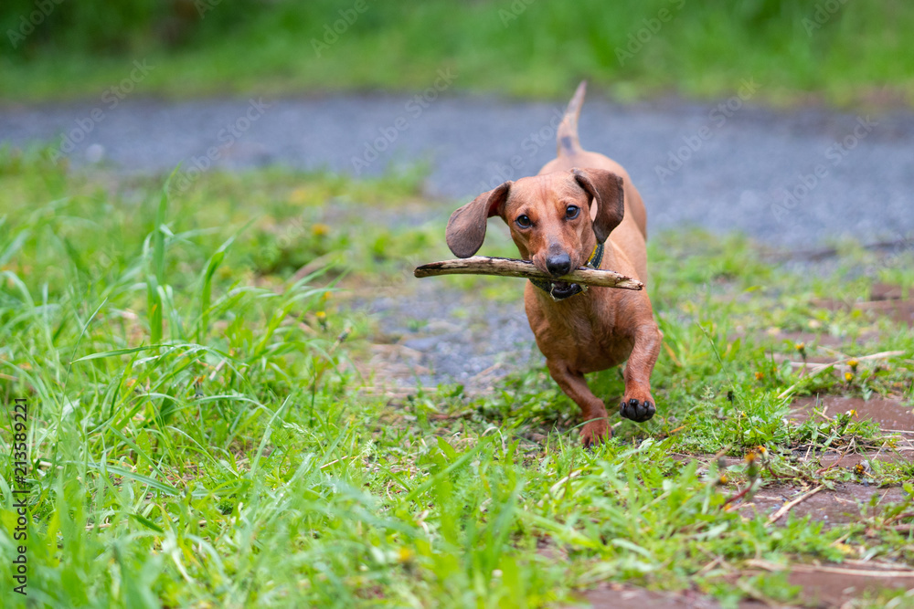 dachshund dog run and jump