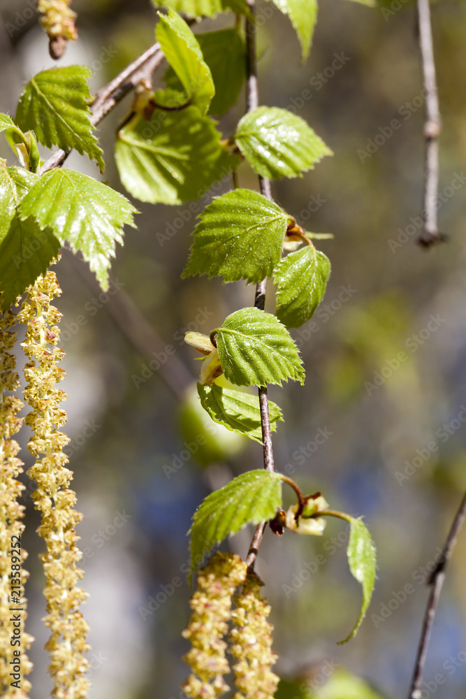 Obraz premium details of birch