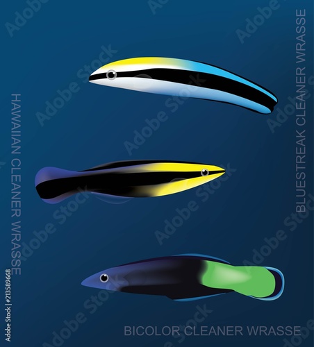 Reef Cleaner Wrasse Set Cartoon Vector Illustration