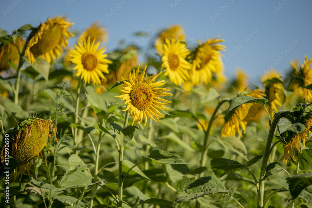 Sunflower in the mornig sunshine