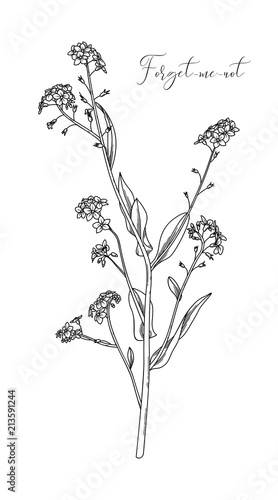 Myosotis sylvatica or forget-me-not.