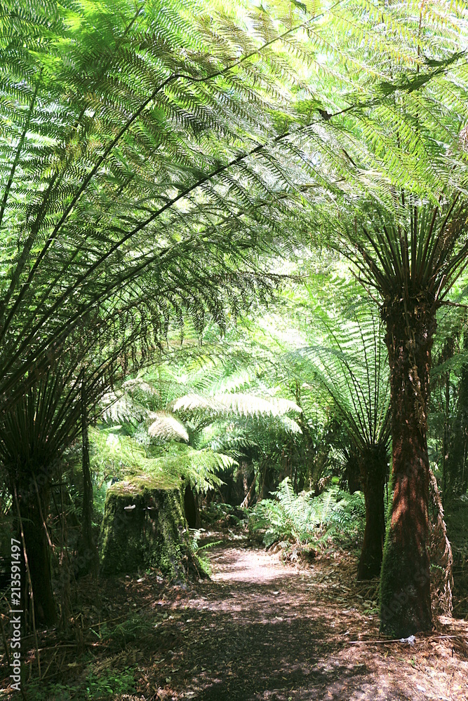 Fototapeta premium Rain forest walk (Melba Gully) with tree ferns at the Great Ocean Road in Victoria, Australia