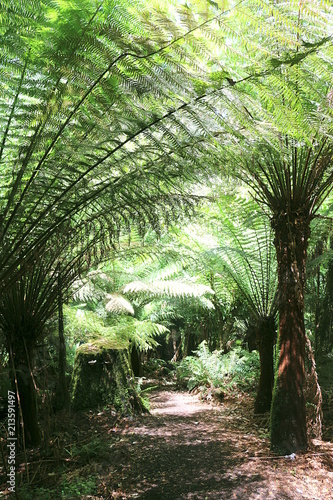 Rain forest walk  Melba Gully  with tree ferns at the Great Ocean Road in Victoria  Australia