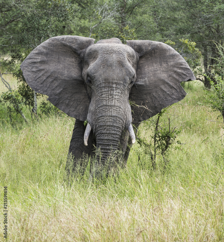 Naklejka premium african alephant in kruger national park
