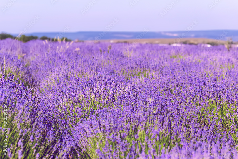Naklejka premium Lawendowe pole latem