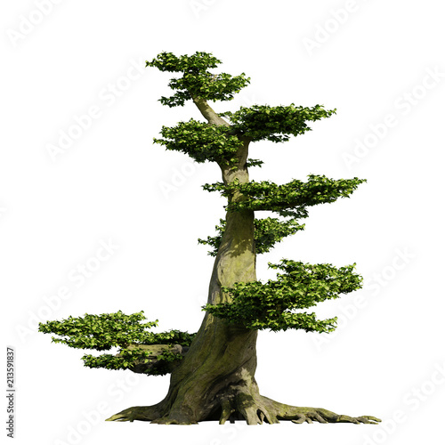 old bonsai tree, fairy tale fantasy style, isolated on white background