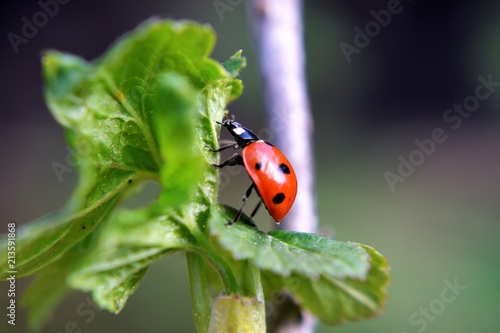 The ladybug in my garden © Алексей Плотников