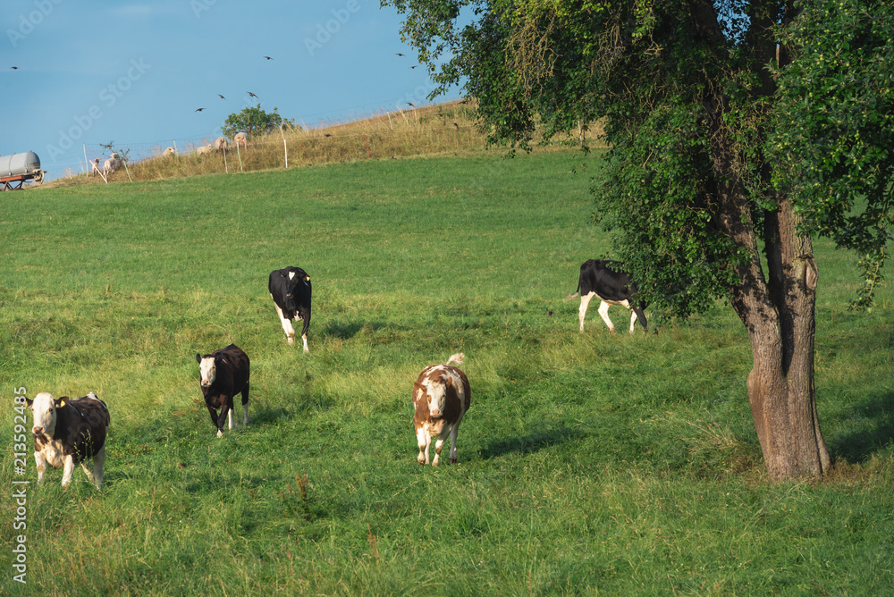 Herd of cows running on a green pasture Herd of cows running on a green pasture