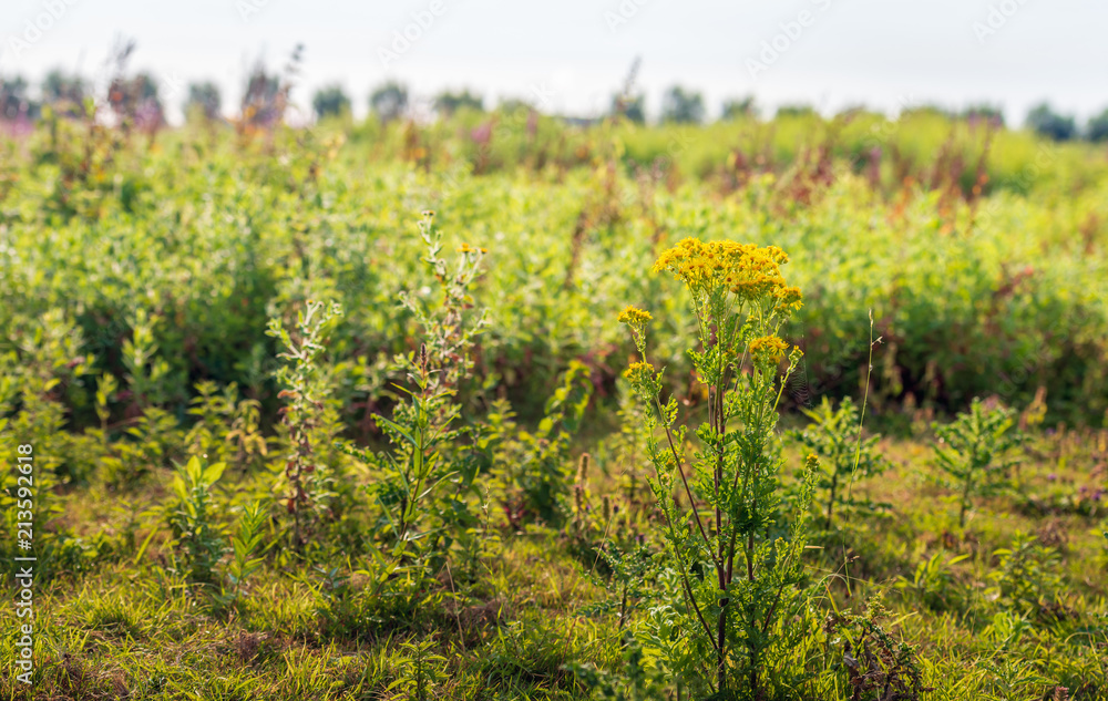 Yellow flowering Ragwort in front of a blurred natural background