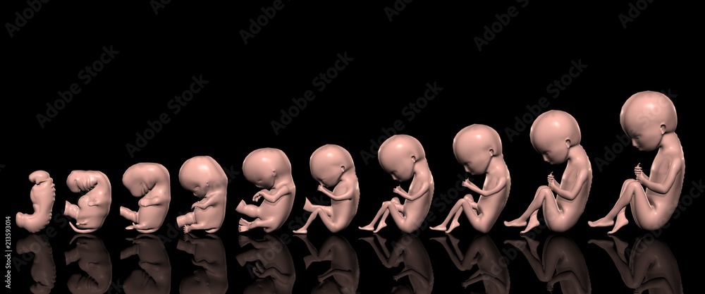 胎児週別成長図 3 4 5 6 7 8 9 16 36 38w Stock イラスト Adobe Stock 胎児週別成長図 3 4 5 6 7 8 9 16 36 38w Stock イラスト Adobe Stock