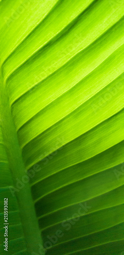 Green leaf pattern nature background